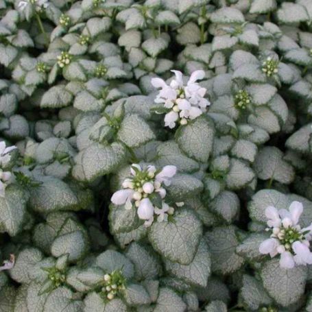 Picture of White Nancy Lamium Plant