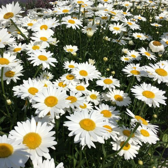 Picture of Becky Leucanthemum Plant