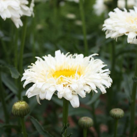 Picture of Real Neat Improved Leucanthemum Plant