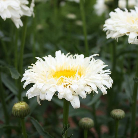 Picture of Real Neat Improved Leucanthemum Plant