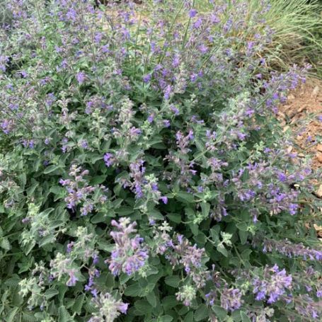 Picture of Walker's Low Nepeta Plant