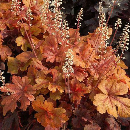 Picture of Buttered Rum Heucherella Plant