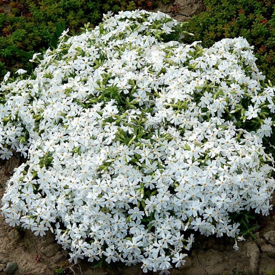 Picture of White Delight Creeping Phlox Plant