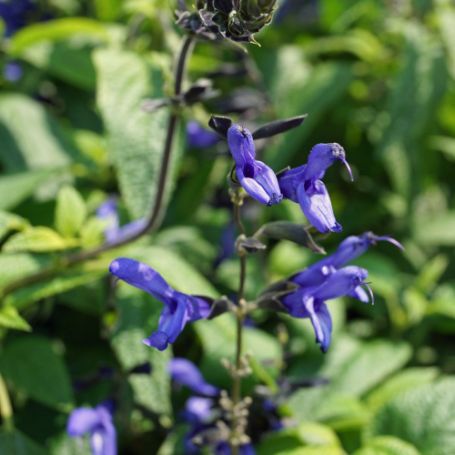 Picture of Black and Blue Salvia Plant