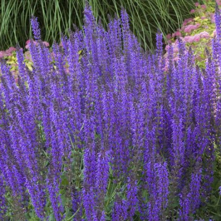 Picture of Blue Hill Salvia Plant