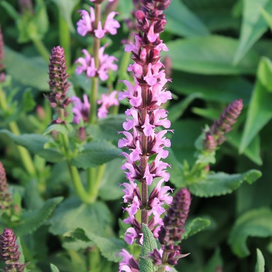Picture of Lyrical Rose Salvia Plant