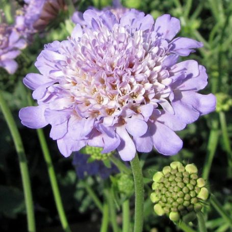 Picture of Butterfly Blue Scabiosa Plant