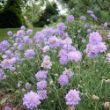 Picture of Butterfly Blue Scabiosa Plant