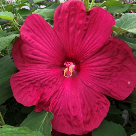 Picture of Carafe Bordeaux Hardy Hibiscus Plant