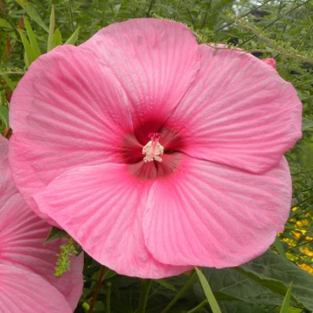 Picture of Carafe Grenache Hardy Hibiscus Plant