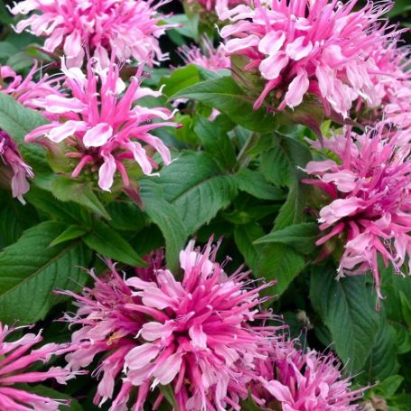 Picture of Balmy™ Pink Monarda Plant
