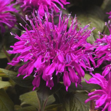 Picture of Balmy™ Purple Monarda Plant