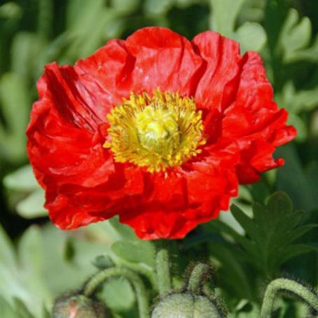Picture of Spring Fever Red® Papaver Plant
