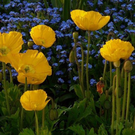 Picture of Spring Fever® Yellow Papaver Plant