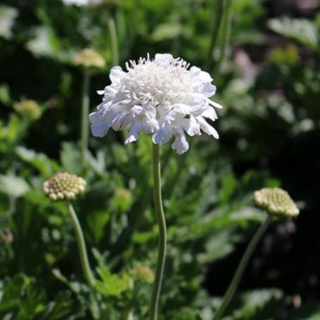 Picture of Flutter Pure White Scabiosa Plant