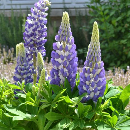 Picture of Gallery Mini Blue Bicolor Lupine Plant
