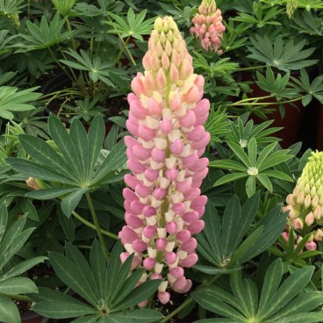 Picture of Gallery Mini Pink Bicolor Lupine Plant