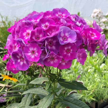 Picture of Laura Garden Phlox Plant