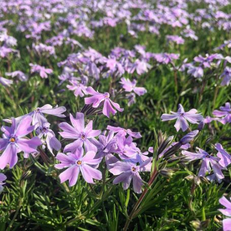 Picture of Emerald Cushion Blue Creeping Phlox Plant