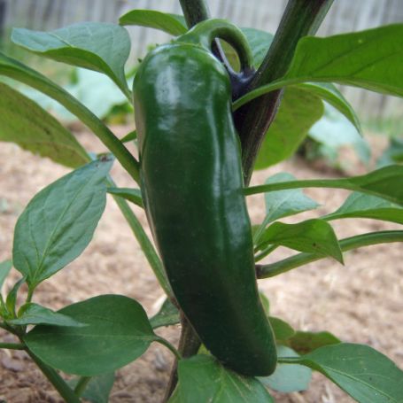 Picture of Jalapeno Gigantia Hot Pepper Plant