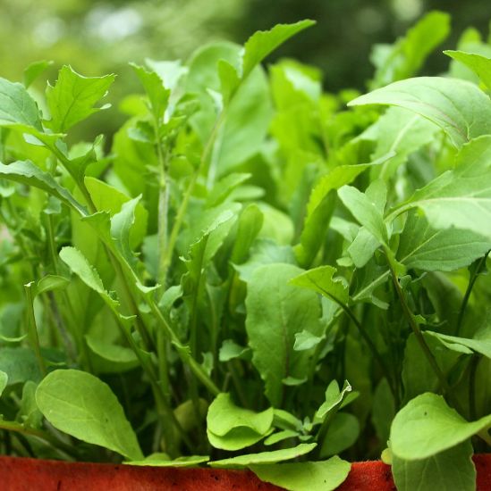 Picture of Garden Tangy Arugula Herb Plant