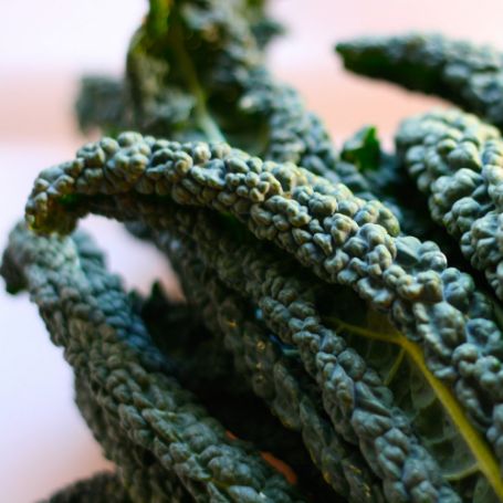 Picture of Lacinato Kale Plant
