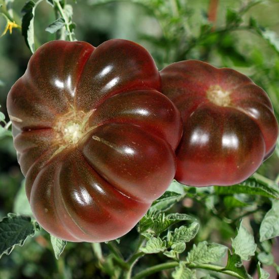 Picture of Purple Calabash Tomato Plant