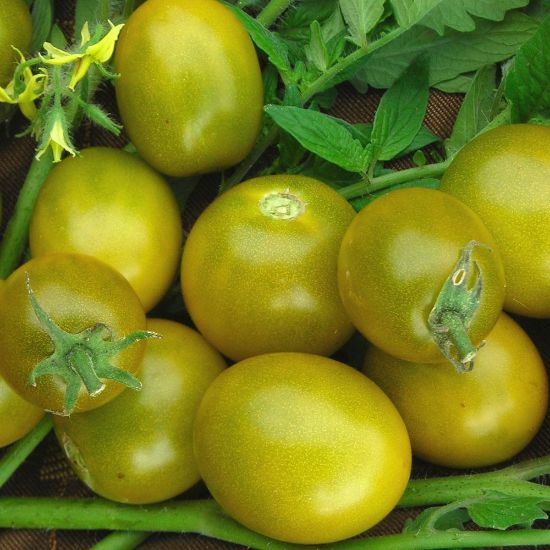 Picture of Green Grape Tomato Plant