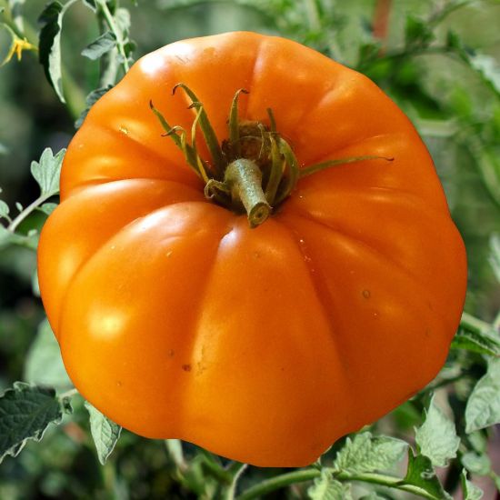 Picture of Persimmon Orange Tomato Plant