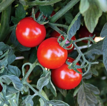 Picture of Braveheart Tomato Plant