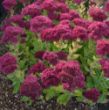 Picture of Autumn Joy Sedum Plant