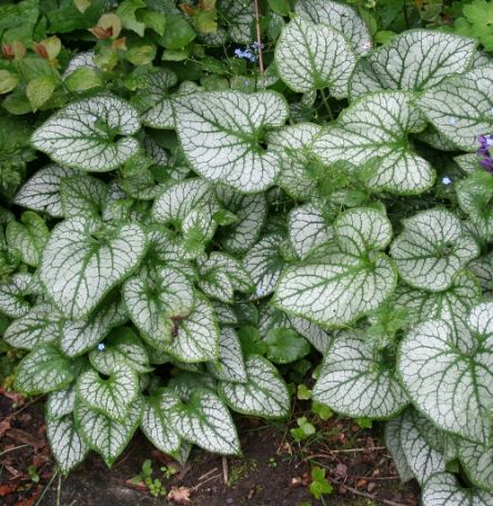 Picture of Jack Frost Brunnera Plant