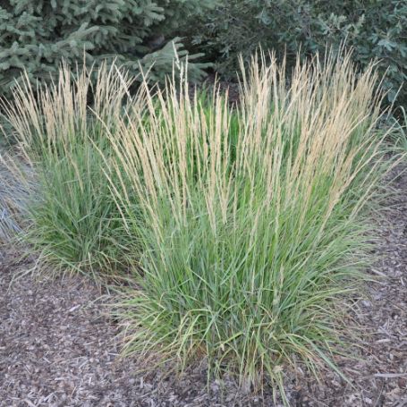 Picture of Overdam Calamagrostis Grass Plant