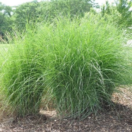 Picture of Gracillimus Miscanthus Grass Plant