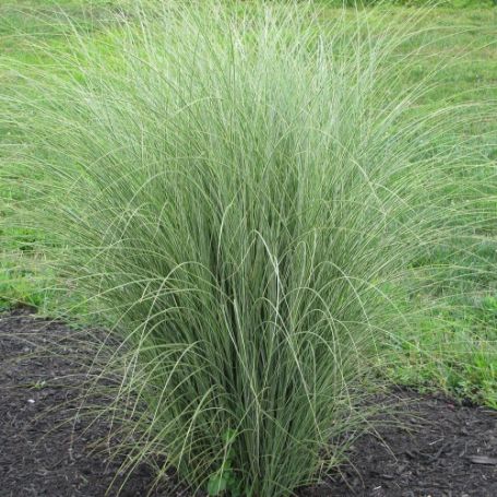 Picture of Morning Light Miscanthus Grass Plant