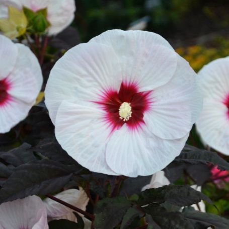 Picture of Mocha Moon Hardy Hibiscus Plant