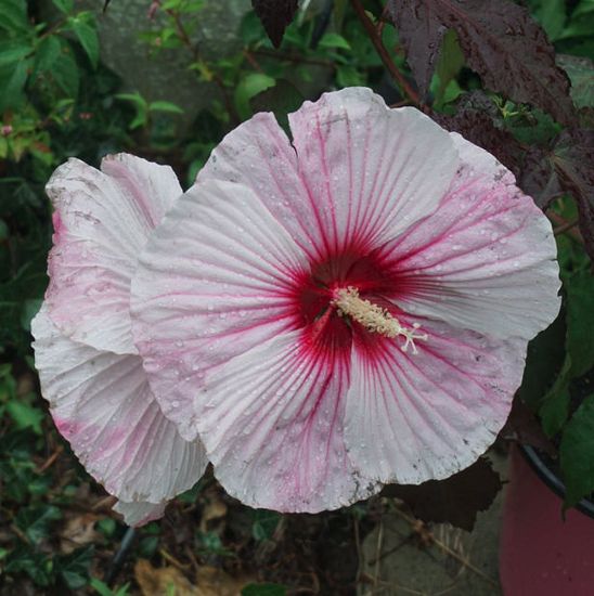 Picture of Starry Starry Night Hardy Hibiscus Plant