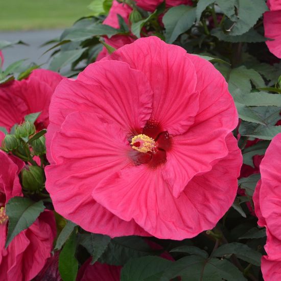 Picture of Summer in Paradise Hardy Hibiscus Plant