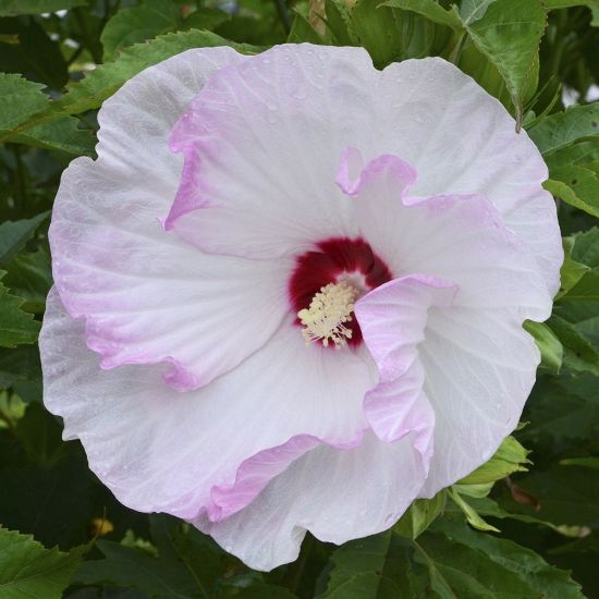 Picture of Summerific® Ballet Slippers Hardy Hibiscus Plant