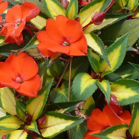 Picture of SunPatiens® Vigorous Tropical Orange Impatiens Plant