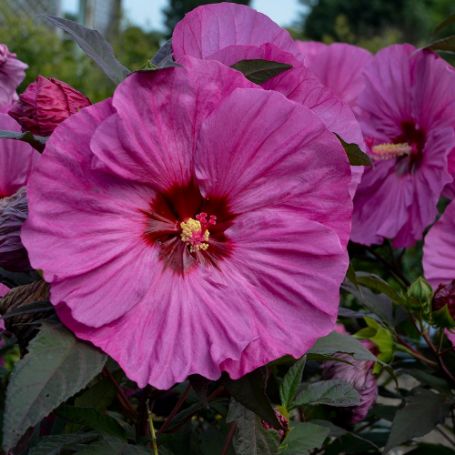 Picture of Summerific® Berry Awesome Hardy Hibiscus Plant