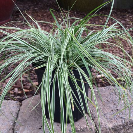 Picture of EverColor® Everest Carex Grass Plant