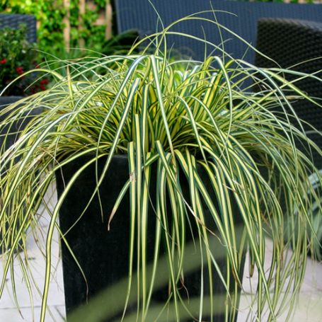 Picture of EverColor® Everoro Carex Grass Plant