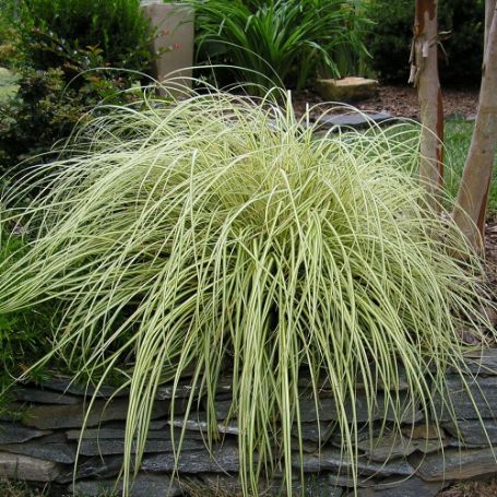 Picture of EverColor® Evergold Carex Grass Plant