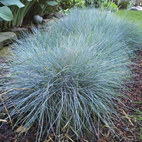 Picture of Elijah Blue Festuca Grass Plant