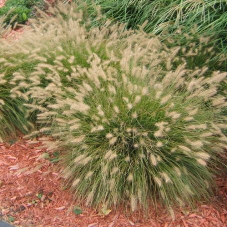 Picture of Hameln Pennisetum Grass Plant