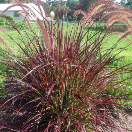 Picture of Fireworks Pennisetum Grass Plant