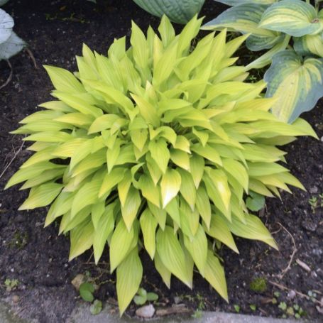 Picture of Munchkin Fire Hosta Plant