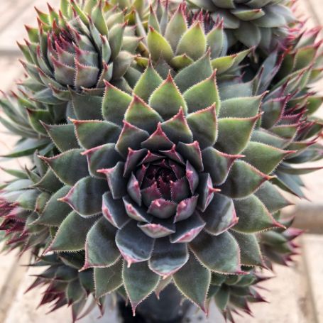 Picture of Red Beauty Sempervivum