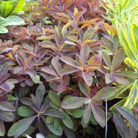 Picture of Red Velvet Euphorbia Plant